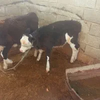 فروش گاو گوساله نر|حیوانات مزرعه|شیراز, کوشک میدان|دیوار