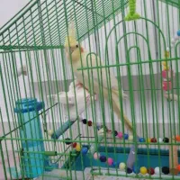 عروس هلندی|پرنده|رشت, باهنر|دیوار