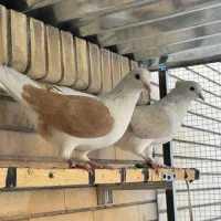کبوتر پرشی|پرنده|سیرجان, |دیوار