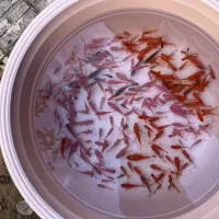 ماهی قرمز زینلی