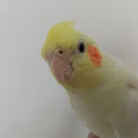 عروس هلندی ماده معاوضه با نر