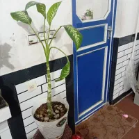 همه گل ها باگلدون ۱۵۰۰|گل و گیاه طبیعی|دزفول, |دیوار