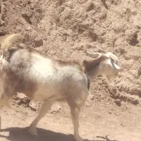 یک راس بز شیرا