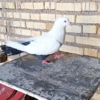 کفتر دمبی وسینه ای ماده|پرنده|آباده, |دیوار