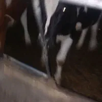 ماده
