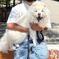 چاو چاو نر ۸ ماهه