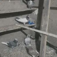 کفتر جوجه|پرنده|شهریار, بکه|دیوار