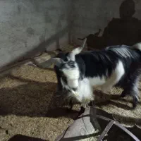 چپش‌چاق‌چاق|حیوانات مزرعه|حمیدیا, |دیوار