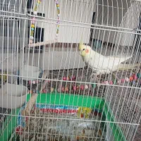 عروس هلندی