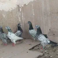 کبوترسبز‌ پاکستانی جوجه پاکستانی سبز و زاغ‌کاکلی