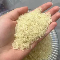 برنج چمپا ۱۵۵