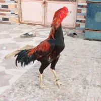 خروس پاکستانی