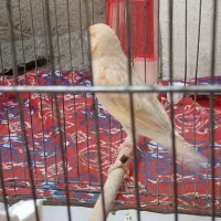 قناری نر و ماده. سره قناری نر