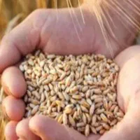 گندم|خوردنی و آشامیدنی|لردگان, |دیوار
