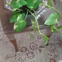 گلدانها دانه ای۳۵|گل و گیاه طبیعی|میبد, |دیوار
