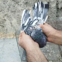 کبوتر پرشی|پرنده|اصفهان, سلطان‌آباد|دیوار