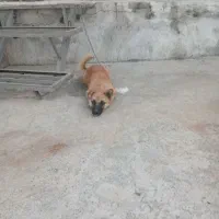 سگ پاکوتاه