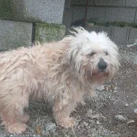 فروش سگ پا کوتاه