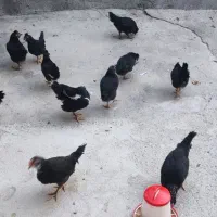 پرنده|حیوانات مزرعه|رزن, |دیوار