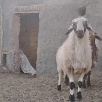 قوچ   شیشک