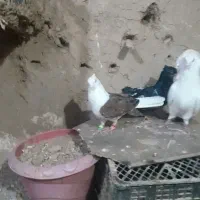 ۳ عدد کفتر خوشگل