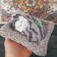 گربه موزیکال نو ۵تافقط