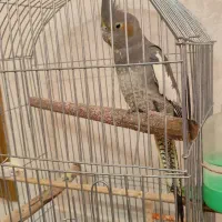 عروس هلندی دستی سخنگو|پرنده|اصفهان, سنجوانمره|دیوار