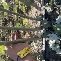 فروش نهال صنوبر سیاه(کبوده)کم افت و مقاوم|خدمات باغبانی و درختکاری|کامیاران, |دیوار