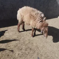 بره نر یک ساله نژاد دار|حیوانات مزرعه|اسفراین, |دیوار