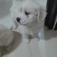 واگذاری توله سگ شیتزو