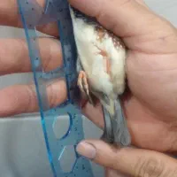 یک عدد فنج نرکینگ