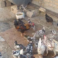 مرغ و خروس گلین+ (جوجه )|حیوانات مزرعه|مرودشت, استادیوم‎|دیوار