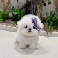 مالی شیت|سگ|تهران, شهرک هما|دیوار