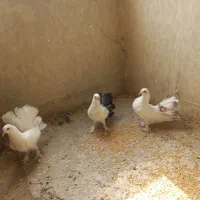 کفتر دم چتری