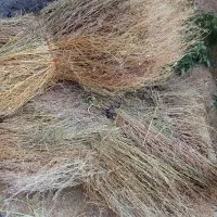 فروش
