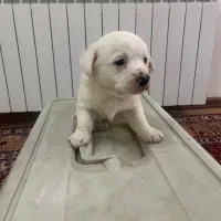 توله سگ ۴ عدد|سگ|تبریز, |دیوار