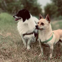 فروش نژاد های شیواوا و پامر اشپیتز هردو نر