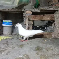 کبوتر|پرنده|آق قلا, |دیوار