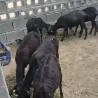 بز اصل مورسیا اماده جفت گیری