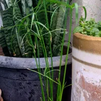 نخل مرداب،استاپیلیا،سانسوریا پاکوتاه|گل و گیاه طبیعی|ایلام, |دیوار