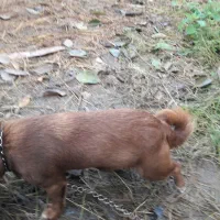 سگ پاکوتاه گیرنده و حرف گوش کن نژاد چی واوا|سگ|تنکابن, |دیوار