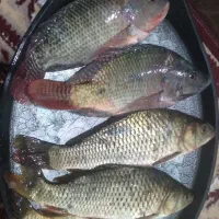ماهی کپوروشانگ