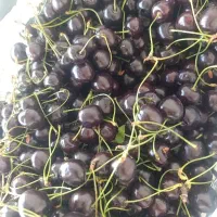 گیلاس درجه یک زیر قیمت