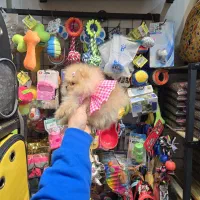 پامرجیبی۴۵۰ گرمی سه ماهه