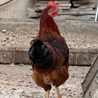 خروس