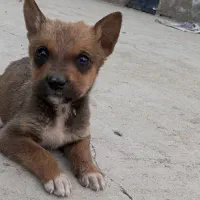 واگذاری توله ژرمن مالینوز