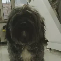 شیتزو نر 3 ساله رنگ خاص|سگ|کرمان, |دیوار