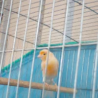 قناری نر ( دستک )|پرنده|کیاشهر, |دیوار