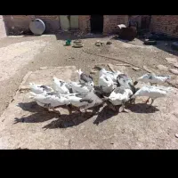 غاز
