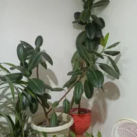گل و گیاه